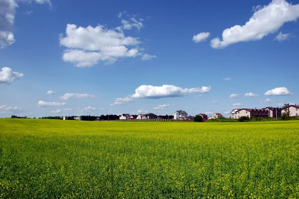 Campo di stupro giallo in primavera e case di campagna — Foto Stock