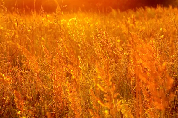 阳光灿烂的金色草地背景 xxxl — 图库照片