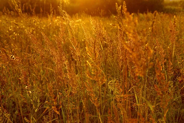 Zonnige gouden weide achtergrondkleur xxxl — Stockfoto