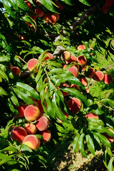 Peach Fruit Orchard in Summer — Stock Photo, Image