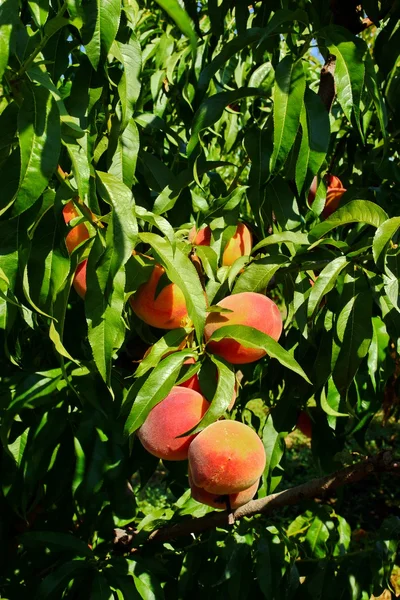 Peach Fruit Orchard in Summer — Stock Photo, Image