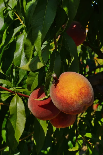 Peach Fruit Orchard en été — Photo