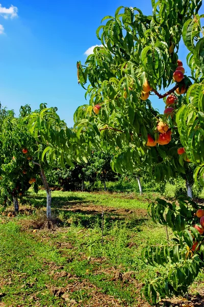 Peach Fruit Orchard in Summer — Stock Photo, Image