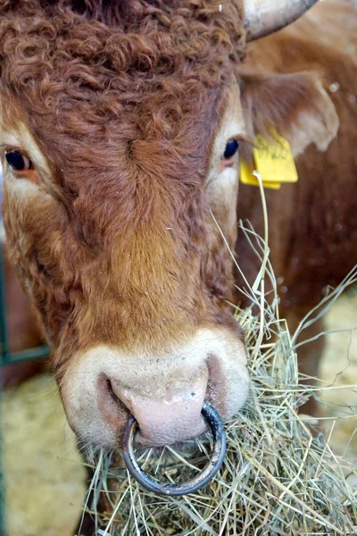 牛の顔の肖像画 — ストック写真