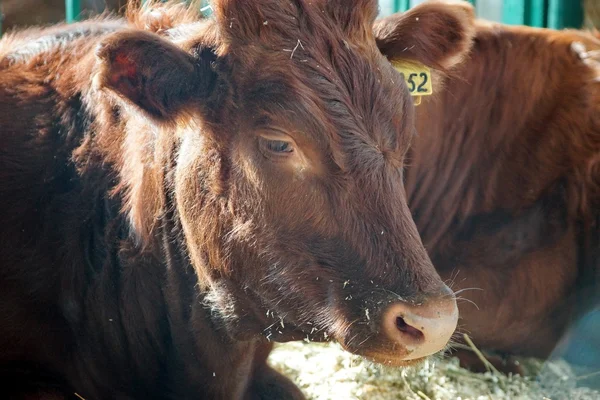 牛の顔の肖像画 — ストック写真