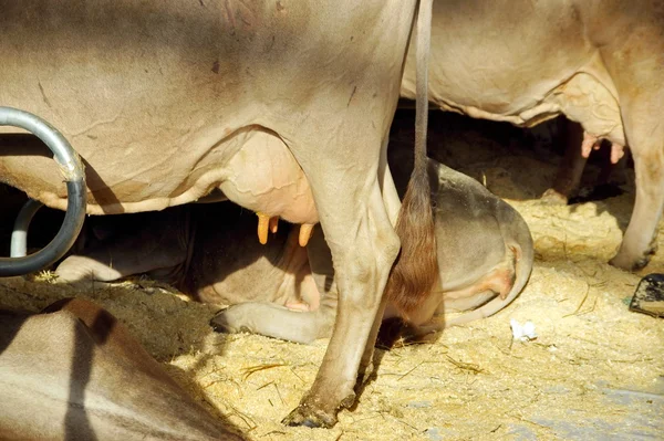 Молочная животноводческая промышленность. Белая молочная корова . — стоковое фото