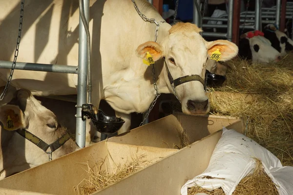 Mejeri animaliska industrier. vit mjölkko. — Stockfoto