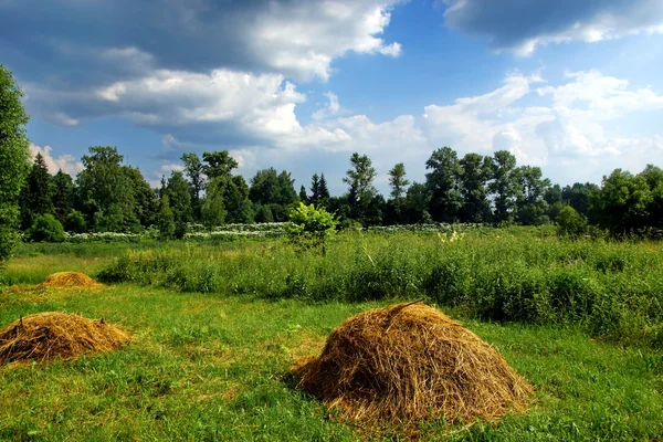 Hay on the Summer Meadow — Stock Photo, Image