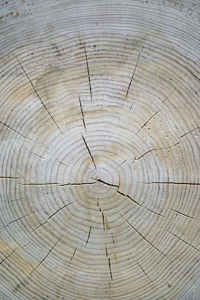 Průřez dřevěný — Stock fotografie