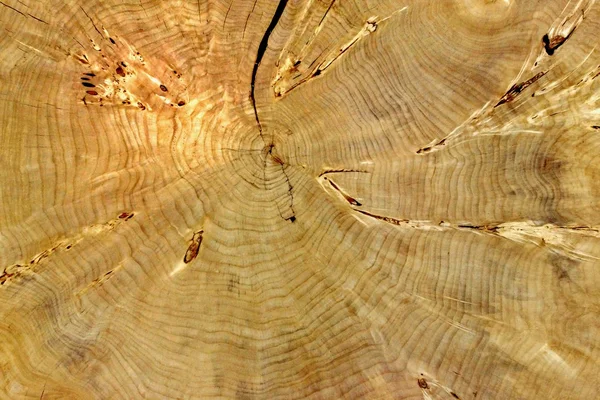 木製の断面図 — ストック写真