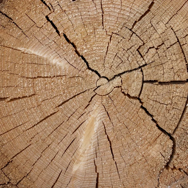 不可告人之处的切割好的木材 — 图库照片