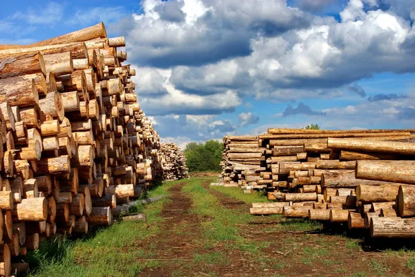 Woodpile of cut Lumber — Stock Photo, Image