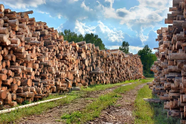 Woodpile dari kayu potong — Stok Foto