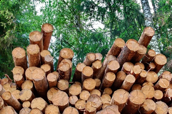 Industriële houtkap — Stockfoto
