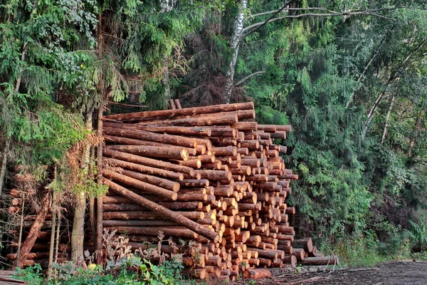 Exploração florestal industrial — Fotografia de Stock