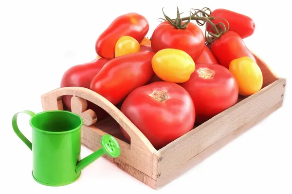 Diferentes colores y tamaños Tomates en caja de madera — Foto de Stock