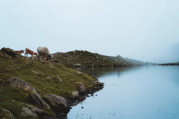 Groupe Vaches Approchant Rive Lac Brumeux Pour Boire Peu Eau — Photo