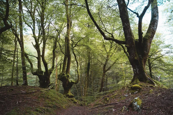 Grandes Hayas Bosque Artikutza España — Foto de Stock