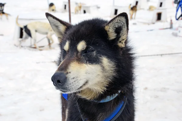 kızak köpek suratı