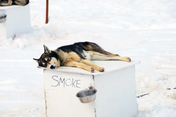 Uyku kızağa köpek — Stockfoto