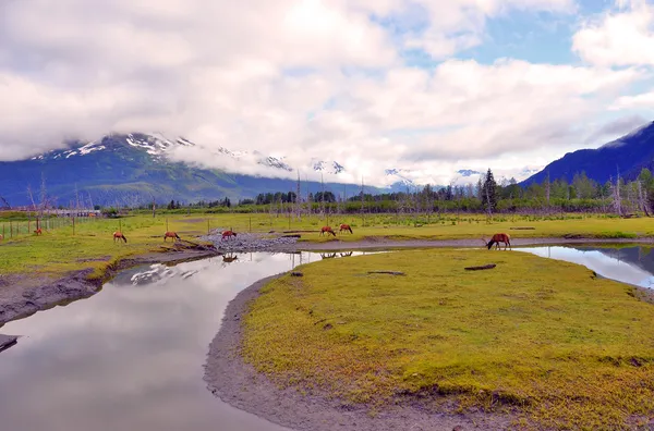 Alaska landscape green field — Stock Photo, Image