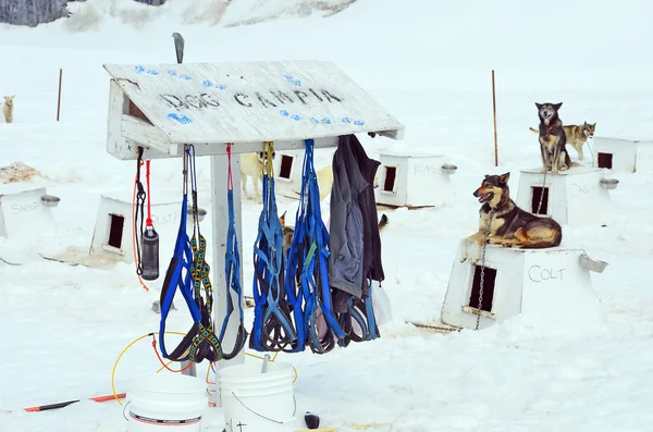 Köpek Sledding koşum — Stok fotoğraf