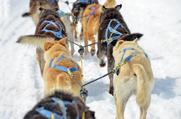 Cane slitta da vicino — Foto Stock