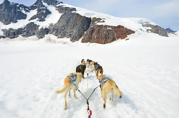 Köpek kızağı rekabet — Stok fotoğraf