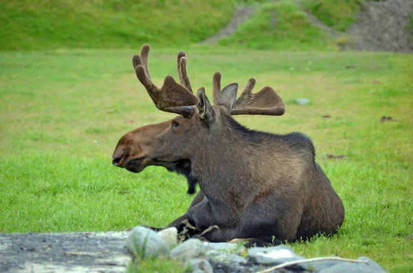 Moose resting in a green field — Stock Photo, Image