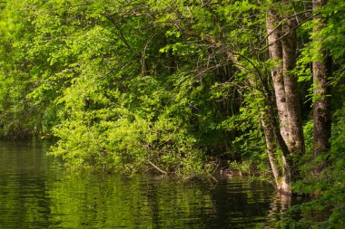 Arbol y reflejos tr el Pantano de Santa Fe del Montseny.