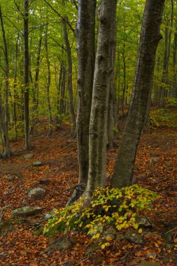Arbol en bosque a principios de Otoño