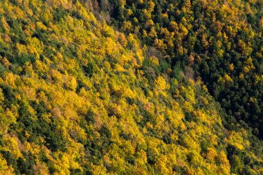 Vista de bosque amarillo y verde. Montseny.