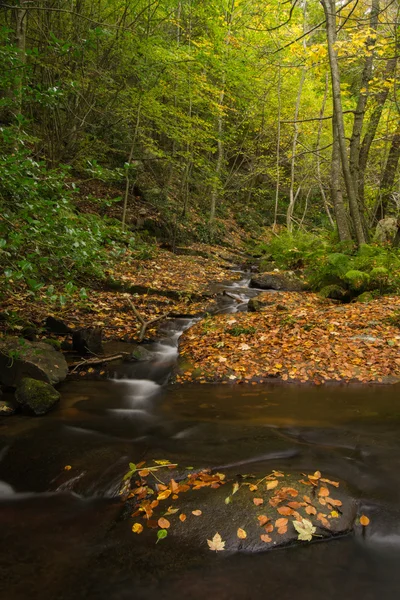 Roca con hojas y arroyo. Montseny.