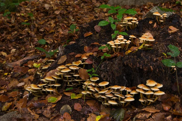 Colonia de Setaş hypholoma fasciculare.