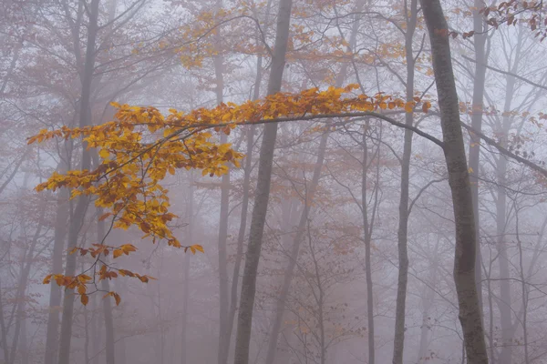 Rama con hojas caducas entre la niebla.