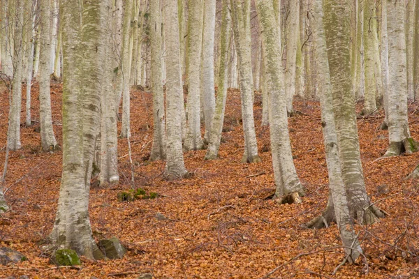 Bosque de hayas en otoase.o. Монсени . — стоковое фото