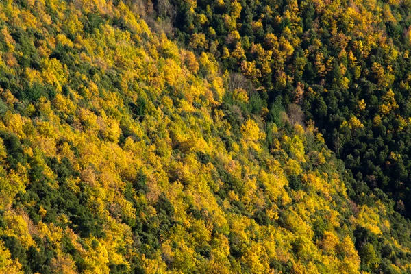 Vista de bosque amarillo y verde. Montseny.