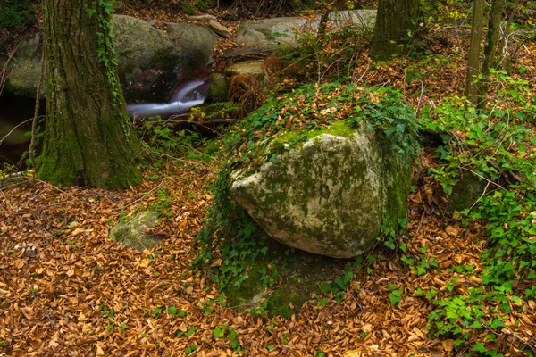 Rincón en un bosque del Montesny. — Foto de Stock