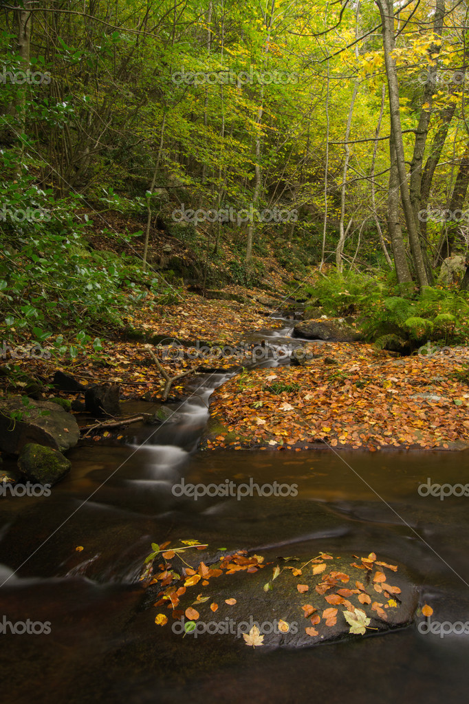 Arroyo de roca con hojas y. Montseny. fotografía de stock © xmanrique