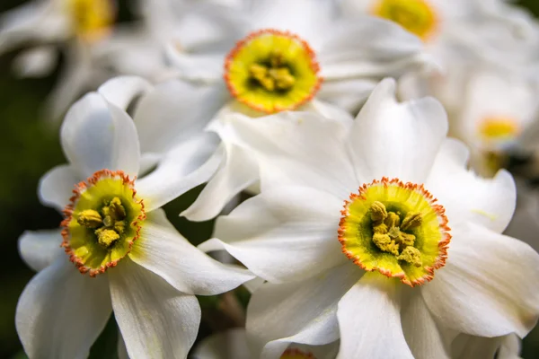 Nergis poeticus üçlüsü