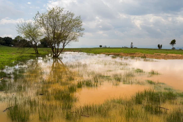 bitki örtüsü ve yansımaları ile su birikintisi. Montseny.