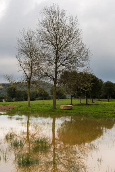 ağaç gölde yansıyan. Montseny.