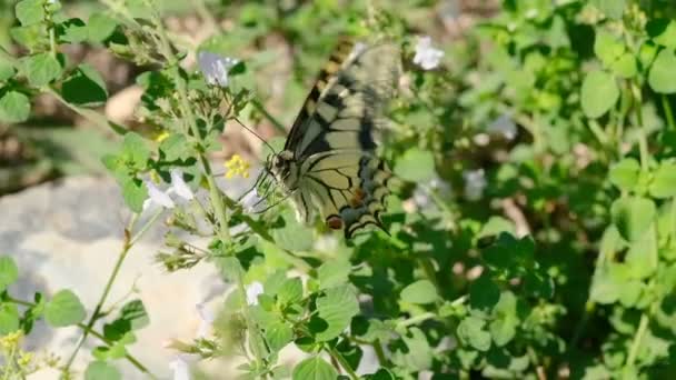 Papilio machaon motyl na głowie kwiat, owady zwierząt dzikie zwierzęta spowolnienie — Wideo stockowe