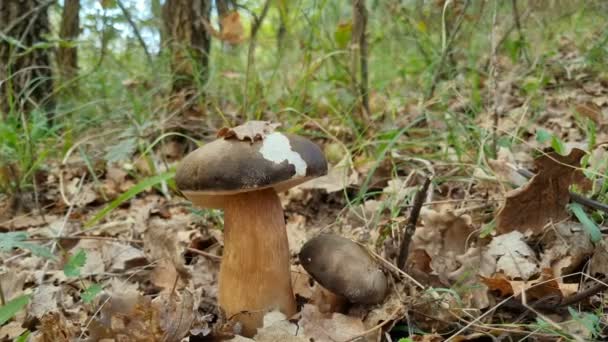 Mão do homem enquanto colhe o cogumelo porcini boletus no ecossistema florestal selvagem, produtos vegetais crus do outono — Vídeo de Stock