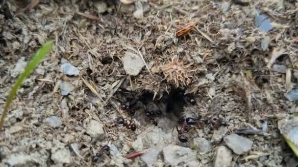 Вид на пагорб чорних мурах, що працює на ґрунтовому гнізді, природа дикої природи тварин — стокове відео