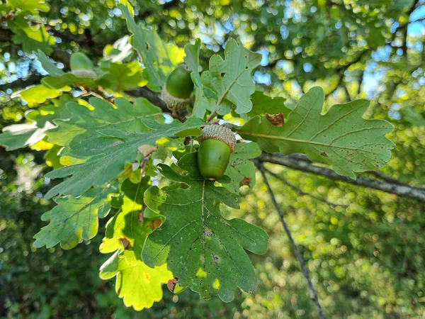 Close up of Acorns fruits on oak tree branch in forest. Oak nut tree on autumnal natural background.
