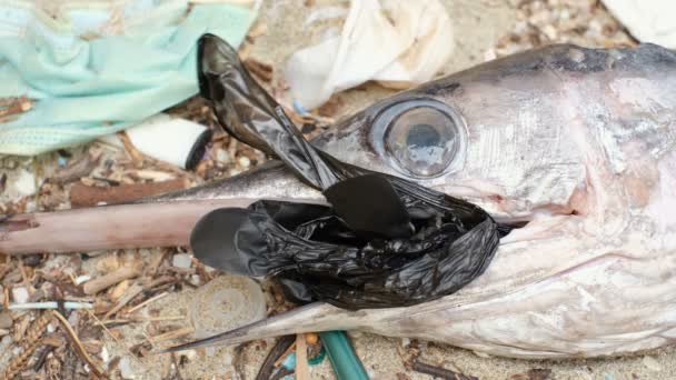 Мертвые рыбы-меченосцы едят пластиковую резиновую перчатку на мусоре, загрязненном морской средой обитания — стоковое видео