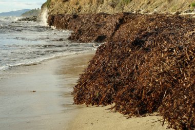 Okyanus kıyısındaki deniz yosunu kirliliği, küresel ısınma deniz ekosistemini etkiliyor