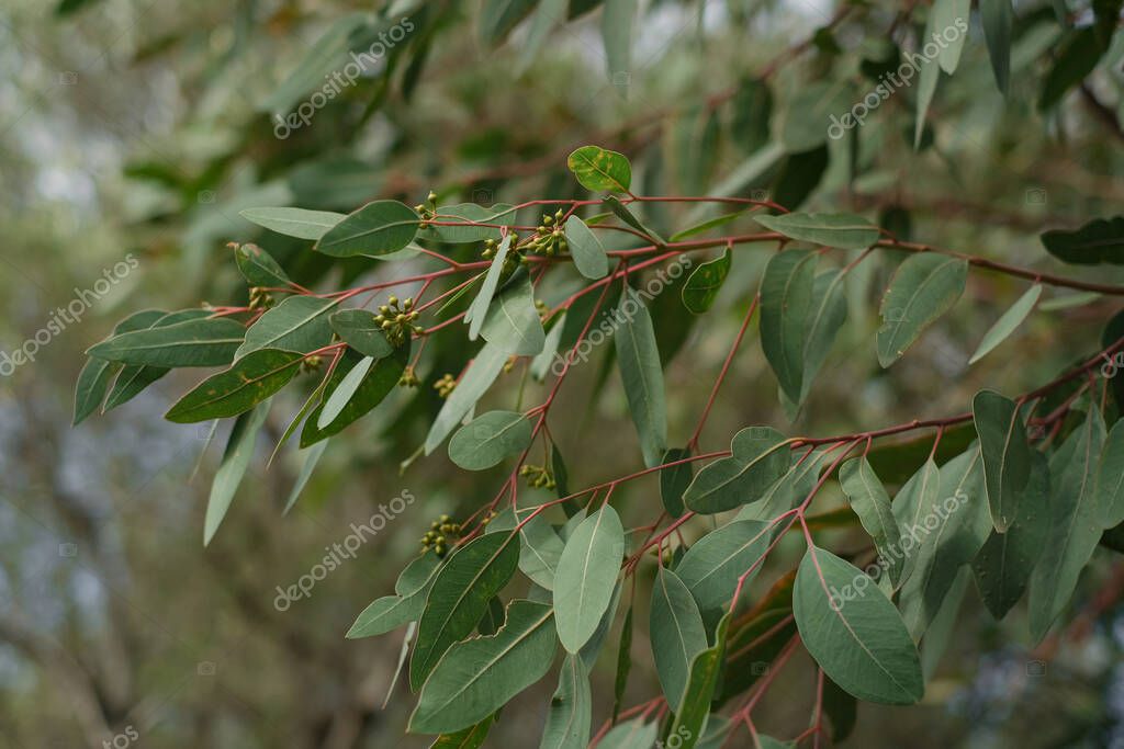 Rama de eucalipto, plantas de hoja perenne naturaleza 2023