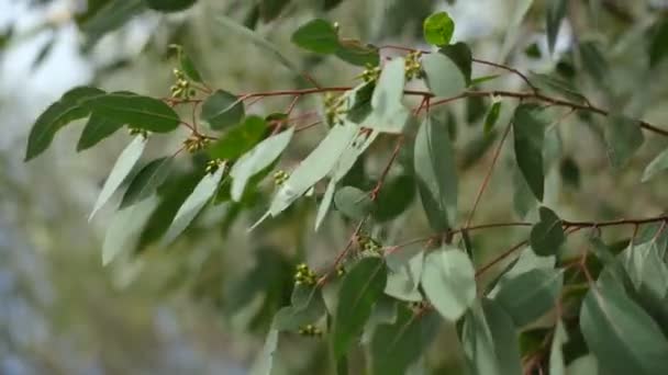 Eucalipto árvore ramo movendo-se em sopro vento, plantas perenes natureza — Vídeo de Stock